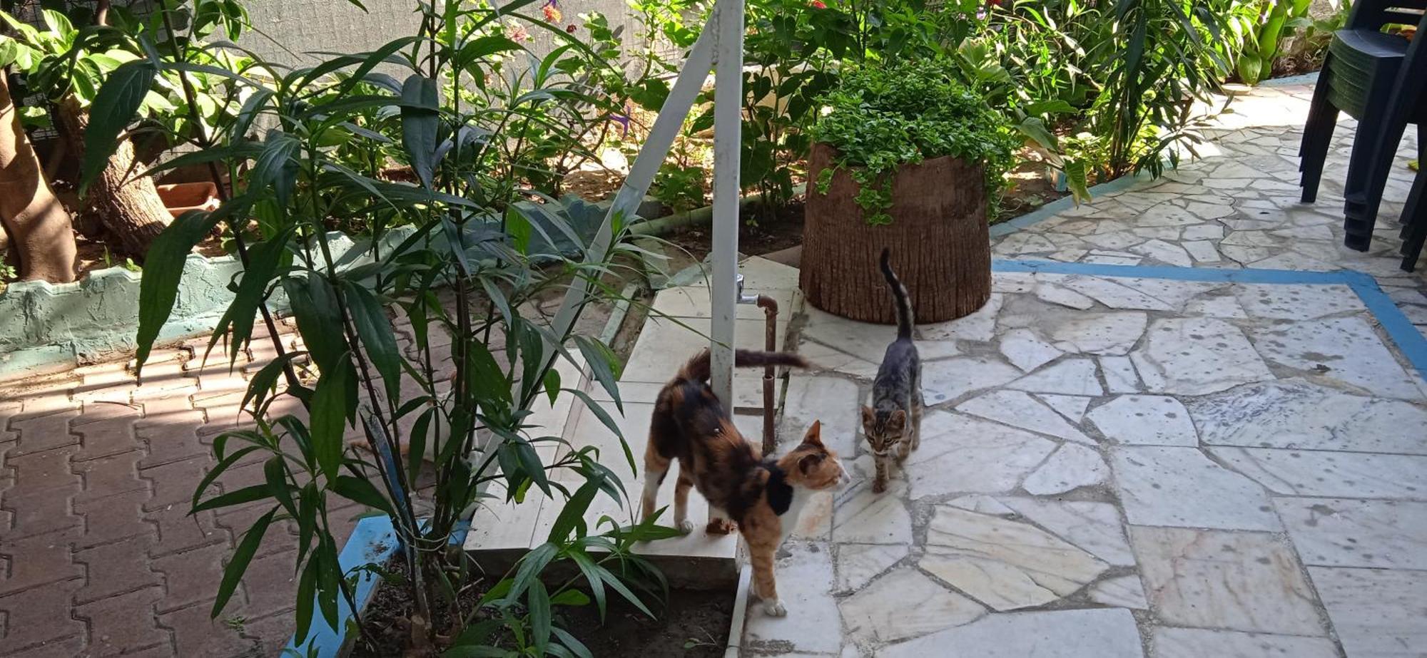 Samos Apart Pension Guzelcamlı Exteriör bild