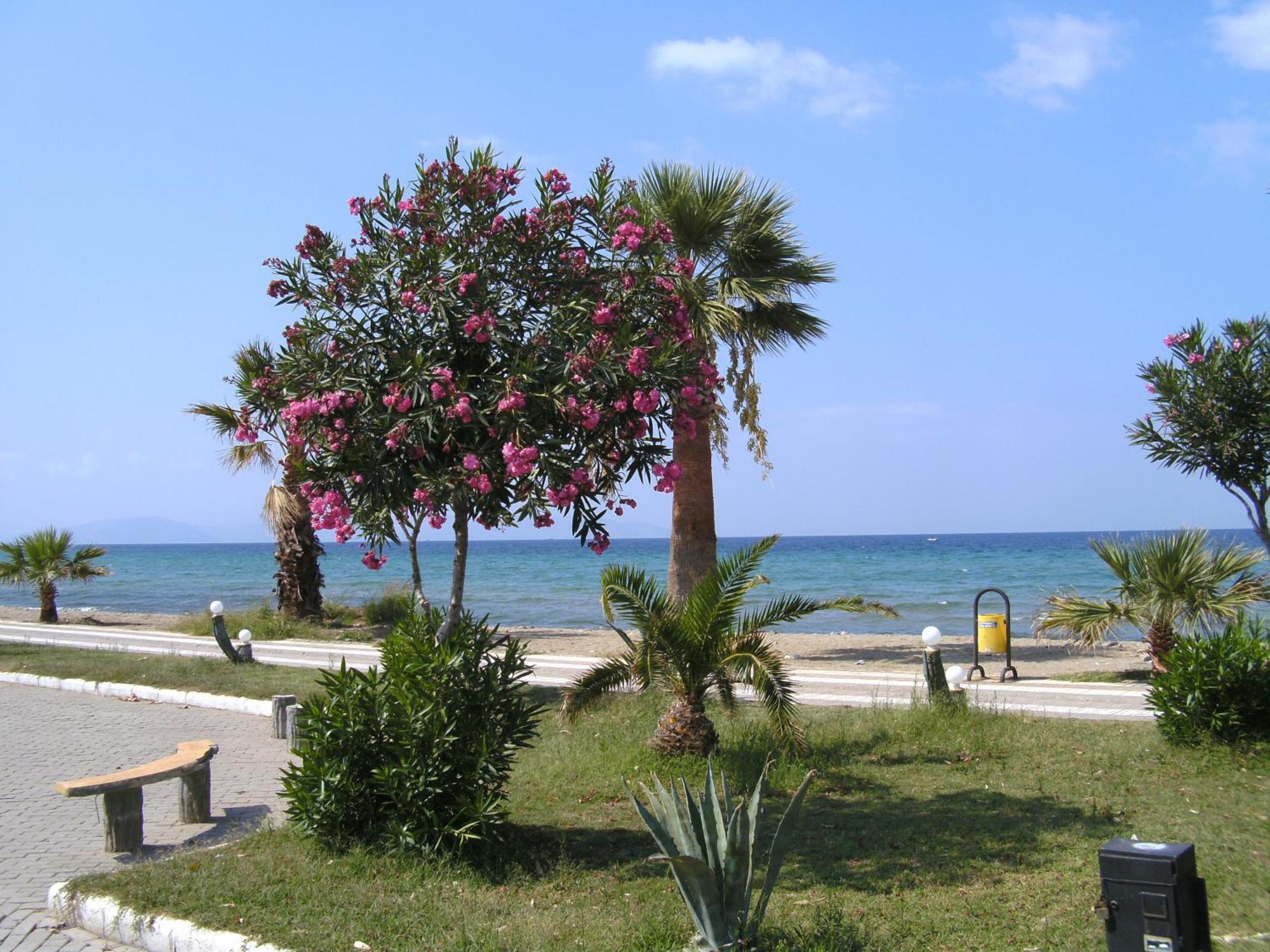 Samos Apart Pension Guzelcamlı Exteriör bild