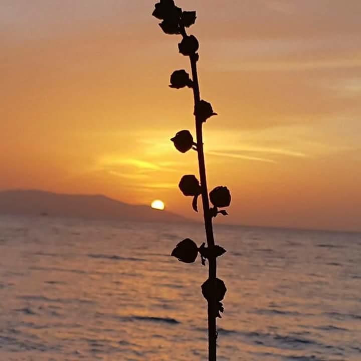 Samos Apart Pension Guzelcamlı Exteriör bild